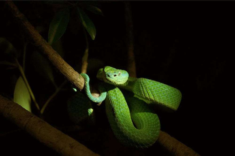 Green pit viper coiled on a branch against a dark background