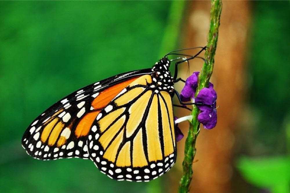 Monarch butterfly with orange and black wings resting on a purple flower against green leaves