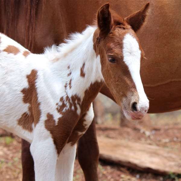 Brown and white foal standing in front of its mother