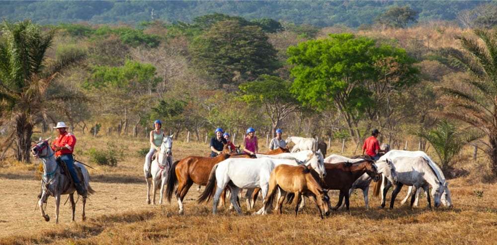 Guide in a red shirt and riders in blue helmets with loose horses in a dry field with palm trees