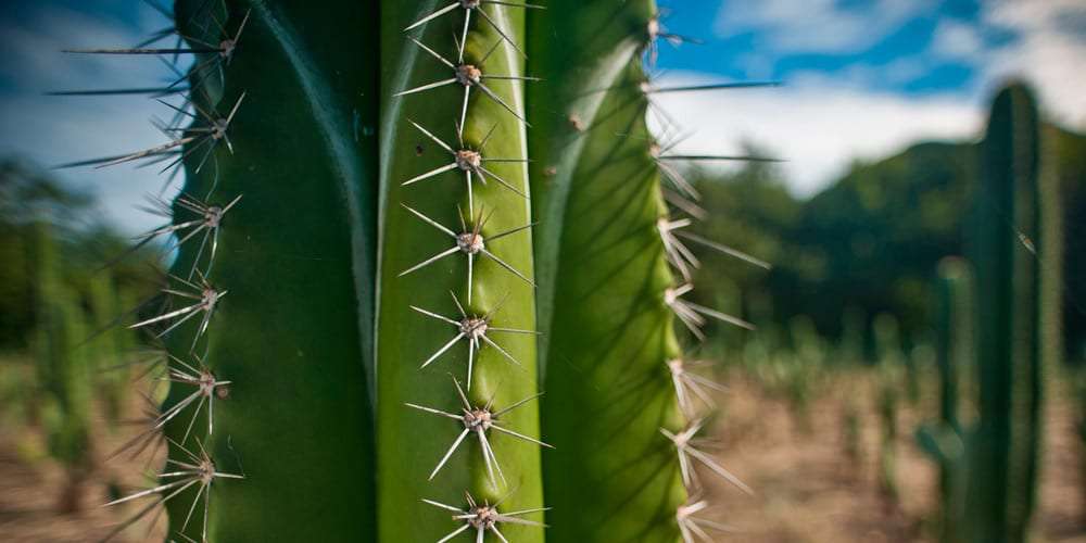 Close-up of a green cactus with long white spines against a blue sky