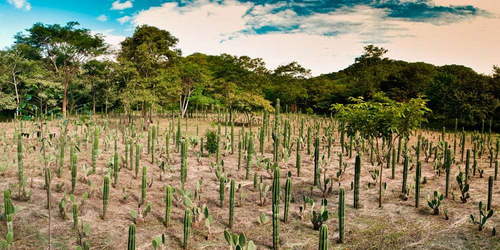 Field of young cacti planted in rows with forest in the background