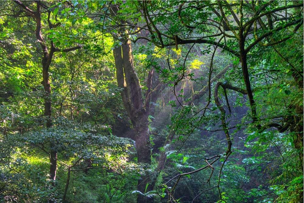 Sunlight filtering through trees in a dense green forest