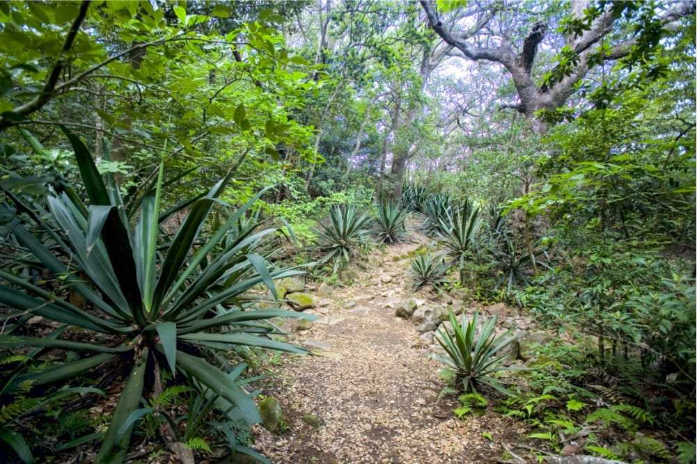 Rocky forest trail lined with spiky agave plants and green trees