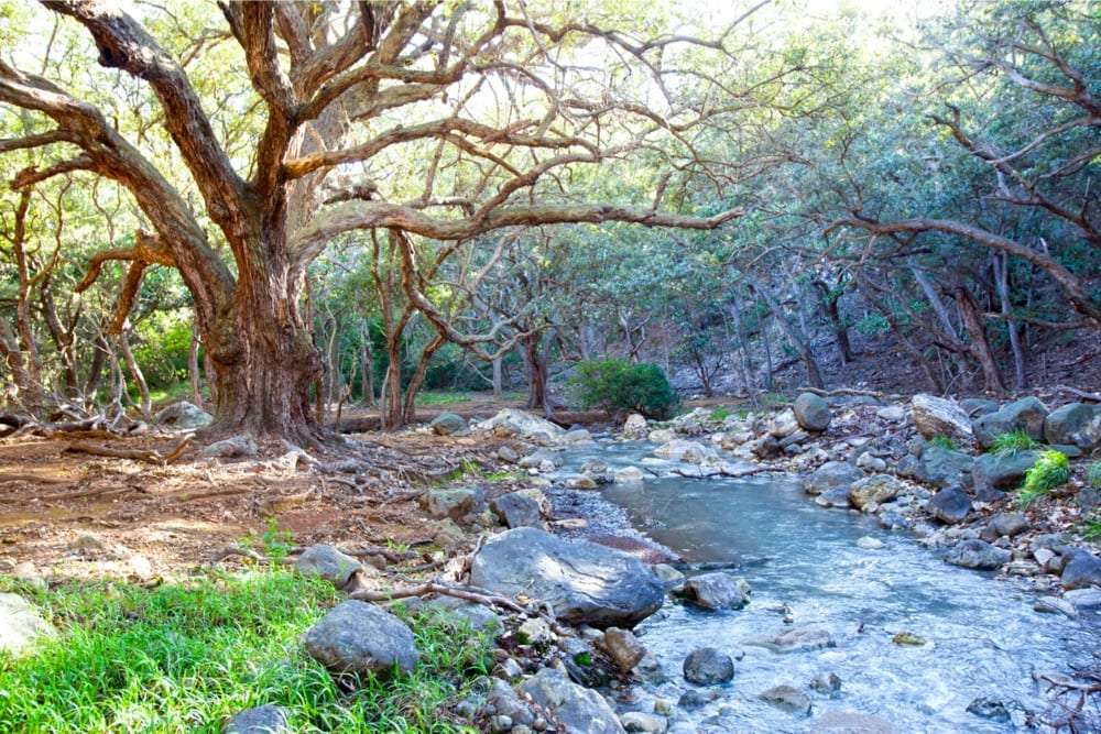 Large twisted tree beside a rocky stream in sunlit woodland