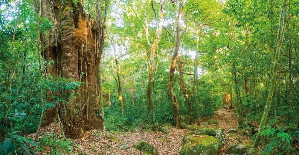 Huge vine-covered tree trunk beside a leafy forest trail with mossy rocks