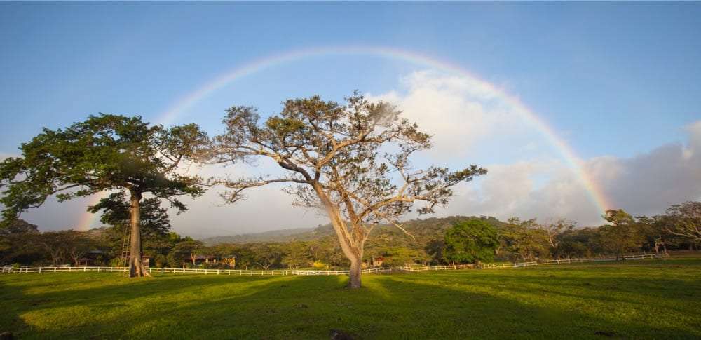 Rainbow arching over two large trees in a green field with a white fence