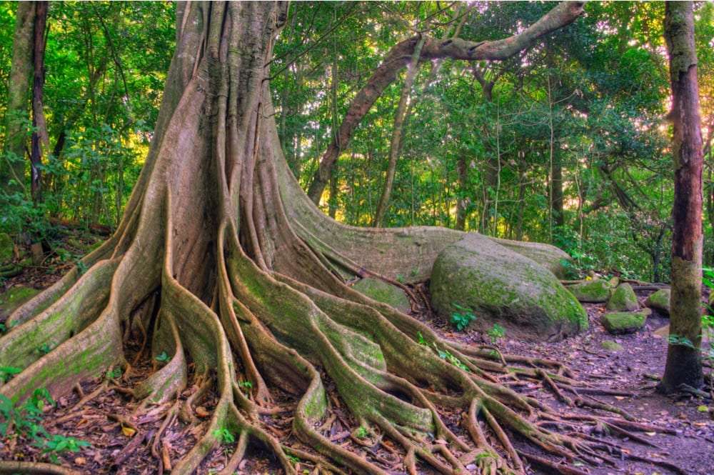Giant tree with wide buttress roots spreading across a forest floor next to a mossy boulder