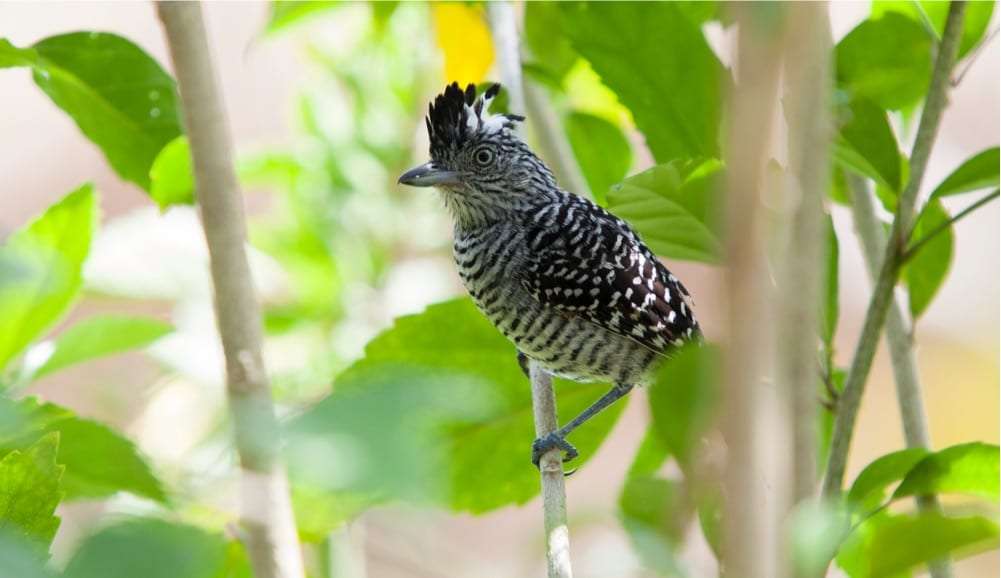 Black and white barred bird with a crest perched on a thin branch among leaves
