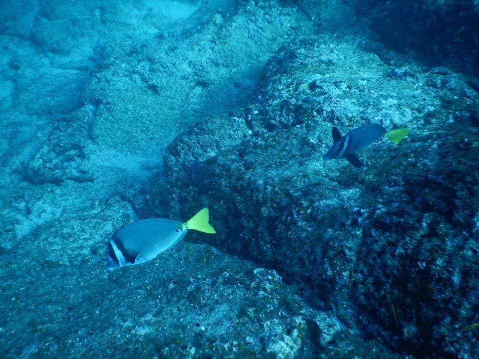 Surgeonfish with bright yellow tails near dark rocks on the sea floor