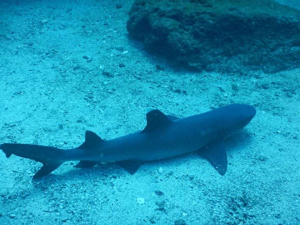 Whitetip reef shark resting on a sandy seabed next to a rock