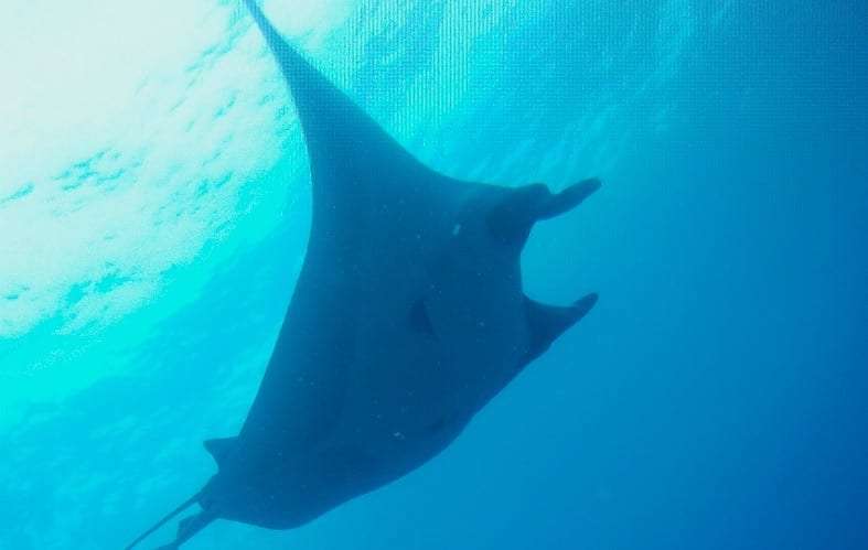 Manta ray seen from below swimming near the bright surface