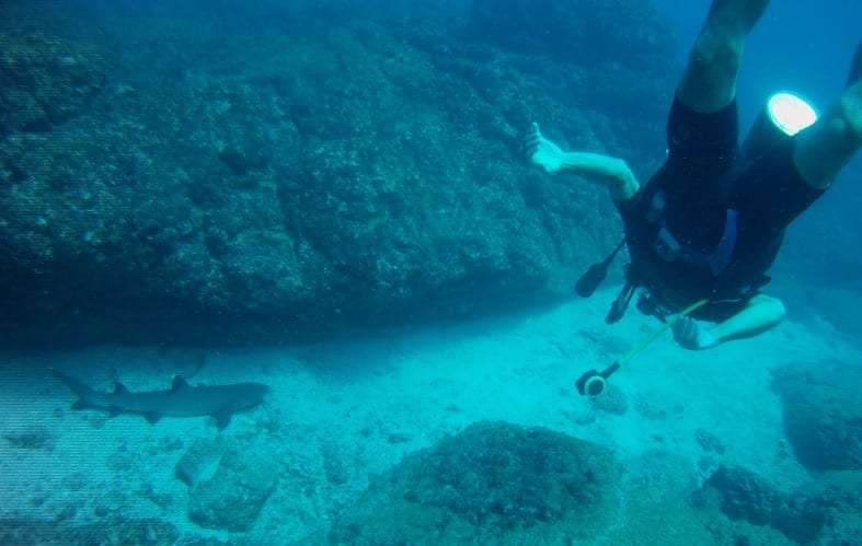 Diver with a torch swimming above a reef near a small shark on the sand