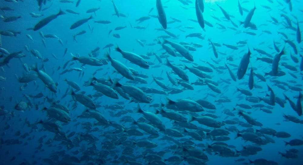 Large school of fish swimming in clear blue water