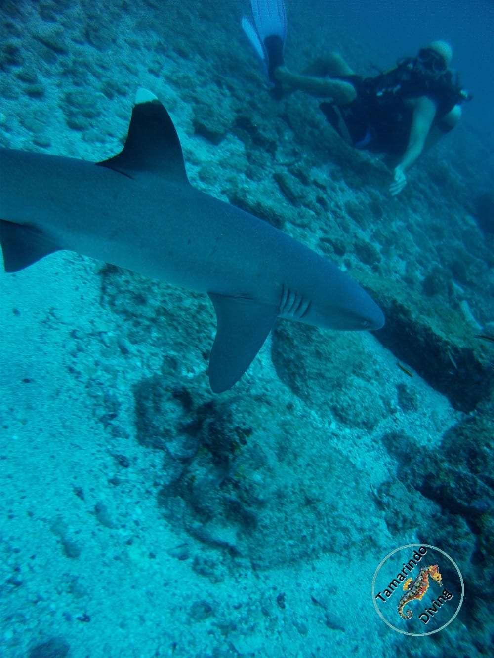 Whitetip reef shark swimming past a scuba diver along a rocky sea floor