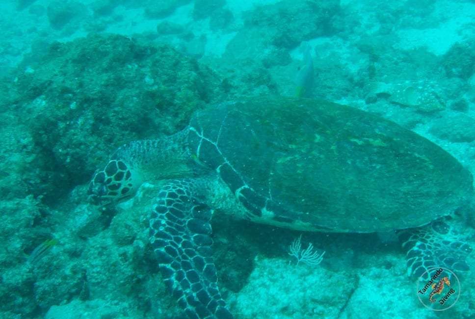Hawksbill sea turtle resting on a rocky reef in green water