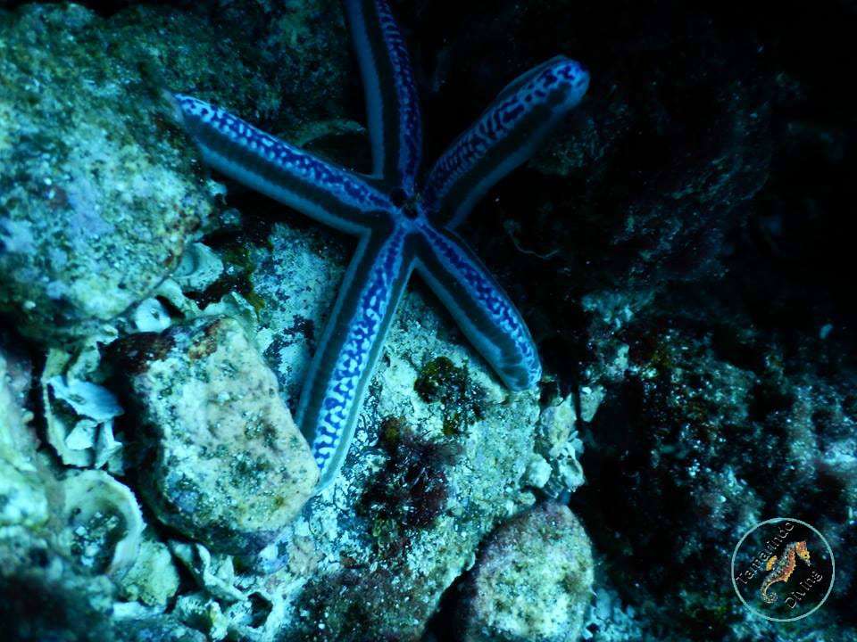 Blue starfish on a rocky reef underwater