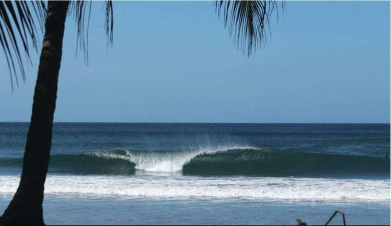 Wave breaking along a beach seen past a palm trunk