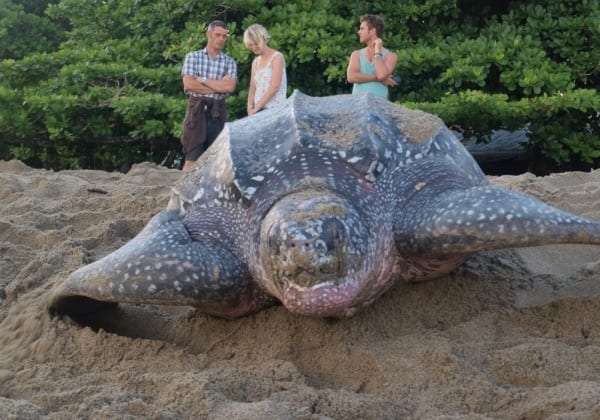 Large sea turtle on the sand with three people watching from behind it