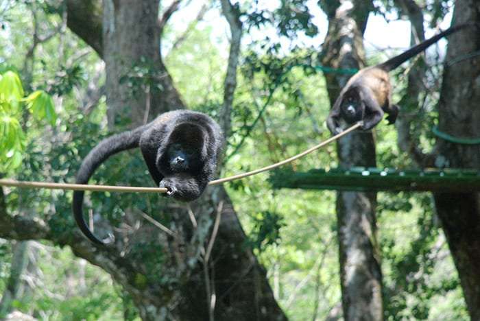 Two howler monkeys crossing a rope strung between trees